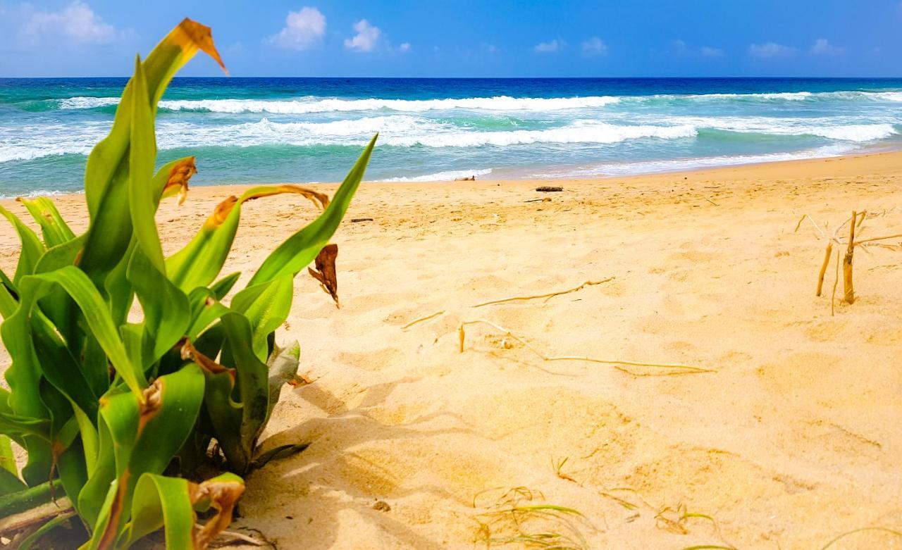 Hikkaduwa Backyard Beach Homestay Galle Extérieur photo